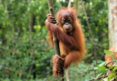 Oran-Oetang baby, Sumatra